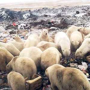 أكثر من 50 دبا هاجمت بلدة بشمال روسيا وأرهبت سكانها