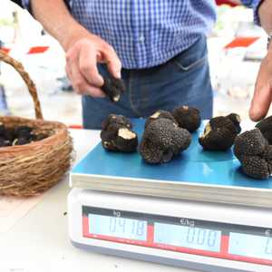 تتميز الكمأة بتكلفتها العالية.