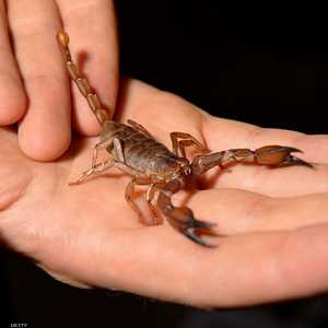 العقارب توقع عددا مقلقا من الضحايا في البرازيل