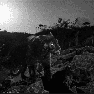 نمر أسود نادر