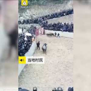 ثور يقتل صاحبه في حلبة الصراع