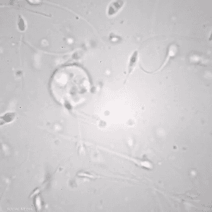 الاكتشاف يقود إلى عمليات تلقيح صناعي أكثر نجاحا