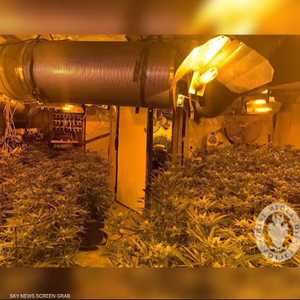 منزل يتحول إلى مزرعة للحشيش