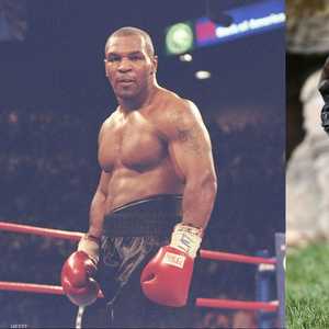 تايسون والغوريلا