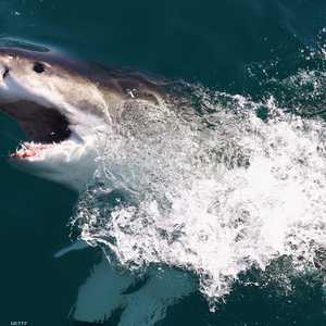 لدى القرش الأبيض الكبير خريطة جينية كبيرة للغاية