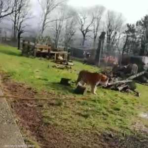 شد الحبل بين فتيان ونمر