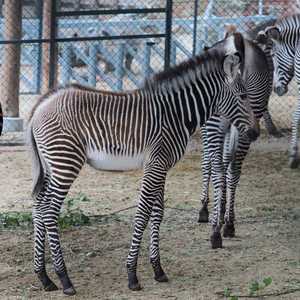 الدراسة كشفت سر خطوط الحمار الوحشي