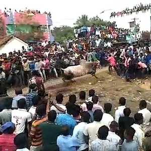 في الهند.. ثور هائج يفتك بالمتعبدين