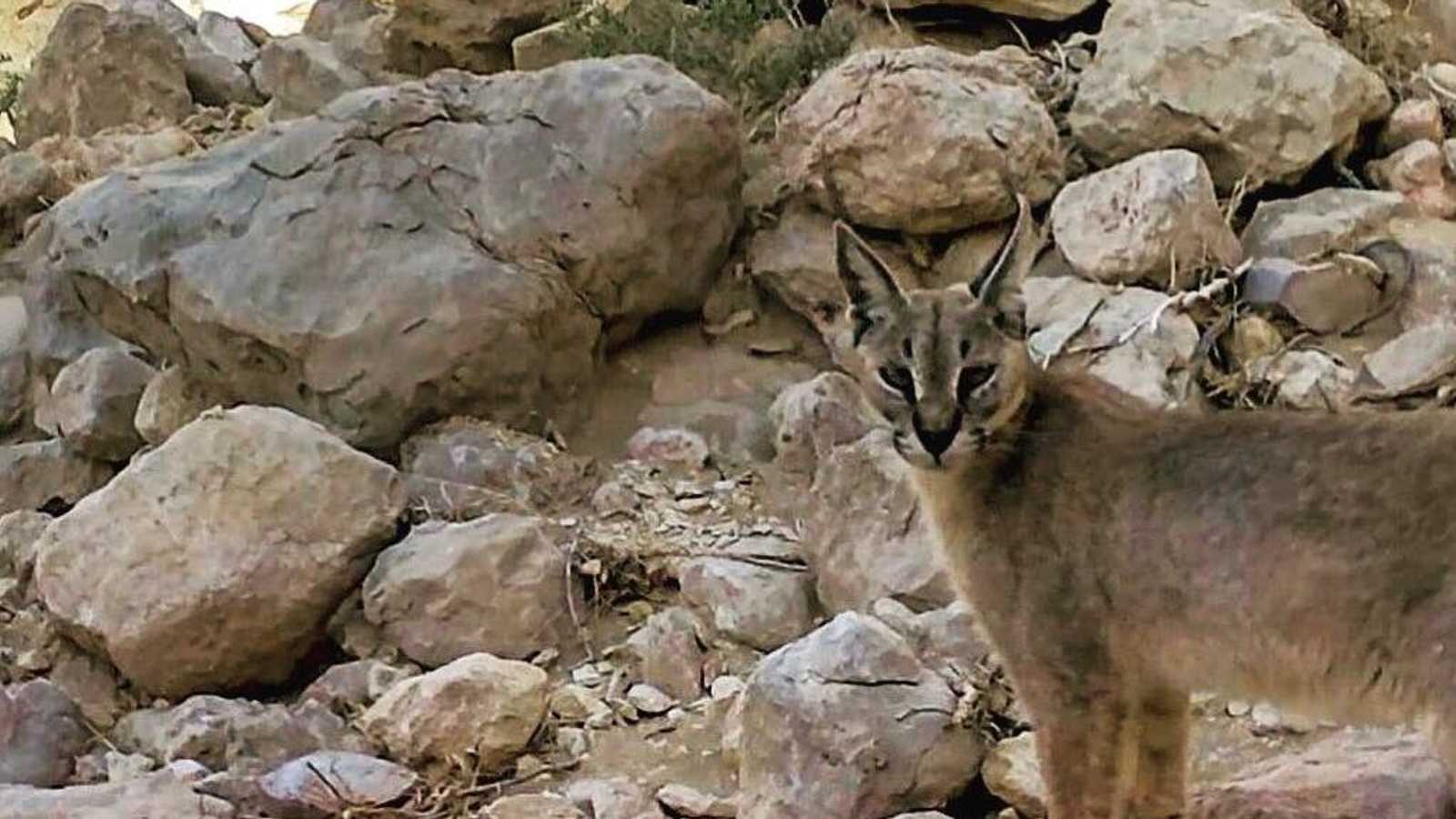 حيوان الوشق العربي الذي شوهد في العين