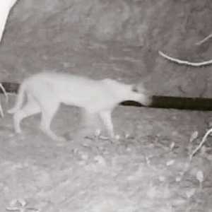 الحيوان رصد في منطقة جبل حفيت بمدينة العين