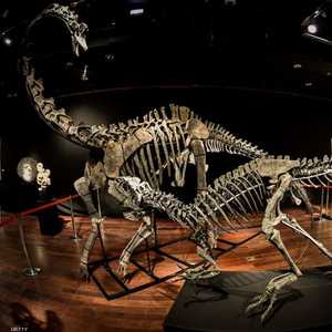 دراستان تفسران انقراض الديناصورات