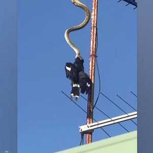أفعى تأكل غرابا في الهواء