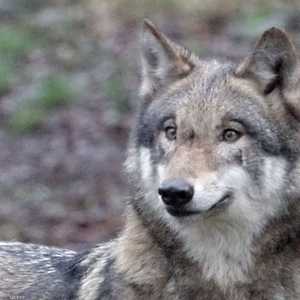 الذئب الصغير تعافى بعد يوم من إنقاذه