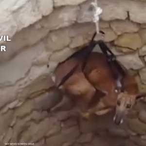 ناشطون يبذلون جهودا لإنقاذ الكلاب