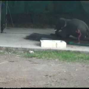 هندي يتلقى "أسوأ عقاب" بعد اعتدائه على فيل