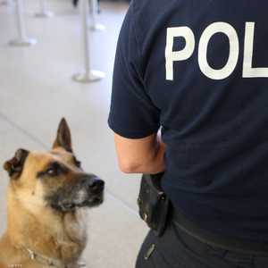 تستخدم الكلاب البوليسية في المطارات للكشف عن عمليات تهريب