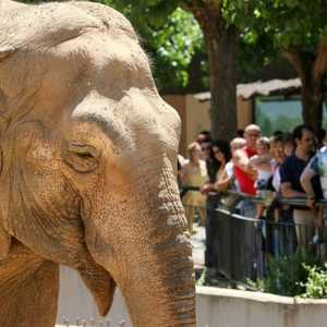 توصف فلافيا بأنها الفيلة الأكثر حزنا في العالم