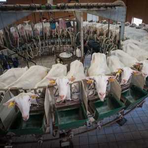 حليب الماعز أفضل بديل لمنع انتفاخ المعدة