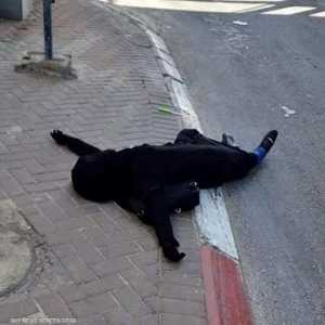 جثة الفتاة سماح بعد أن قتلها جنود إسرائيليون