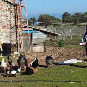 الزوجان يعتمدان في عيشهما على تربية الدواجن.