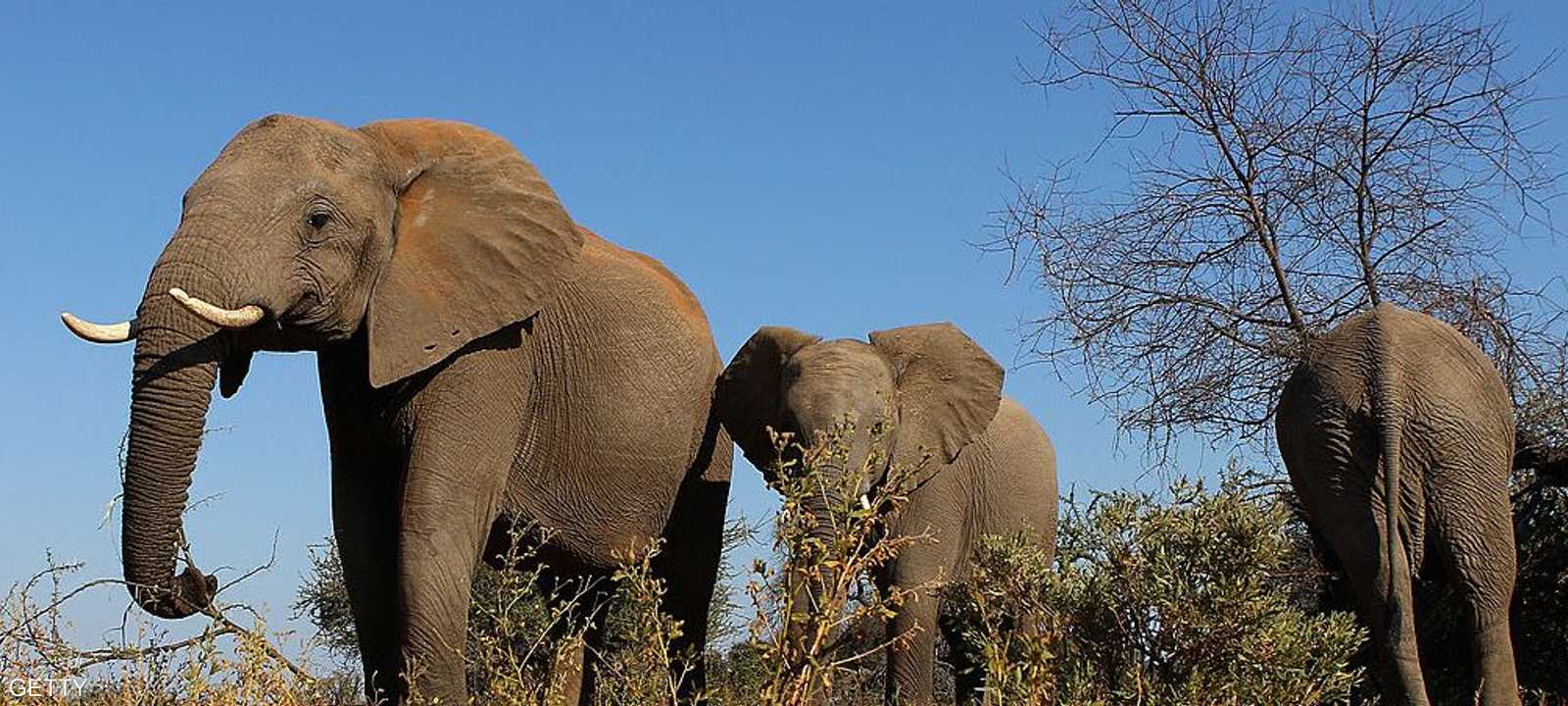 من النادر أن تنادي الحيوانات بعضها البعض بأسماء فريدة