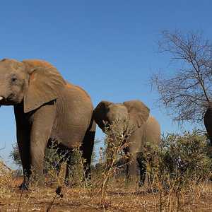 من النادر أن تنادي الحيوانات بعضها البعض بأسماء فريدة