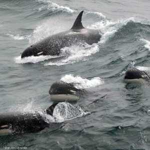 النوع الجديد تم رصده في سواحل شيلي