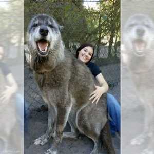 انتشرت صورة يوكي على إنستغرام