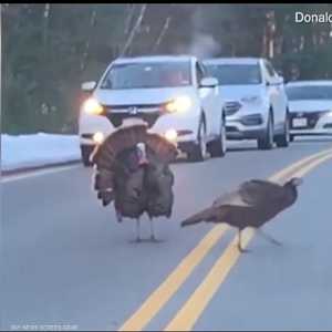 ديك رومي وتصرف نبيل يثير الإعجاب