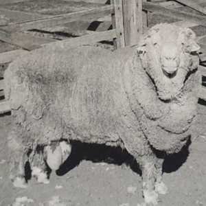 الكبش السير فريدي أحد 4 أكباش تبرعوا بحيواناتهم المنوية