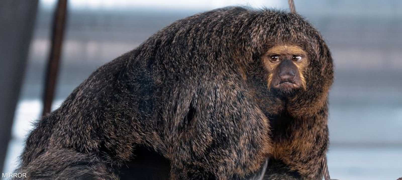 ينتمي القرد إلى سلالة "ساكي" وتعيش معظم أوقاتها على الأشجار