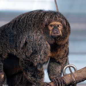 ينتمي القرد إلى سلالة "ساكي" وتعيش معظم أوقاتها على الأشجار