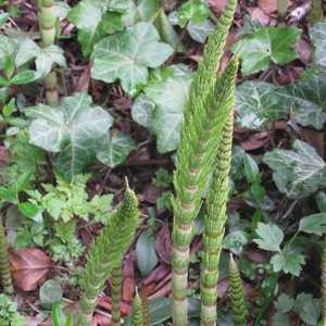 تنبت هذه النبتة في المناطق المعتدلة خلال فصل الربيع