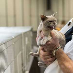 وزارة الزراعة الأميركية أجرت تجارب "غريبة" على قطط