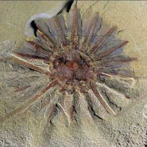 الوحش بحري يزيد عمره عن 250 مليون عام