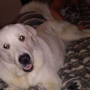 الكلب أثار تعاطفا واسعا