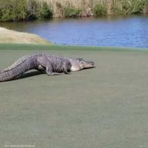 تمساح يقتحم ملعبا للغولف