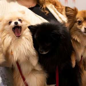 تحذير من إنفلونزا بمقدورها الانتقال من الكلاب للبشر