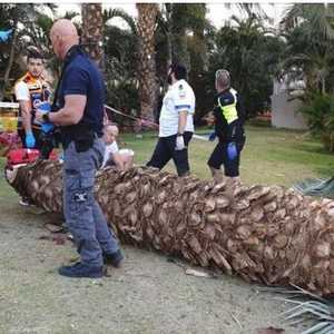 مكان سقوط شجرة النخيل في مدينة إيلات الإسرائيلية