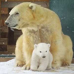 الدببة القطبية مهددة بالانقراض