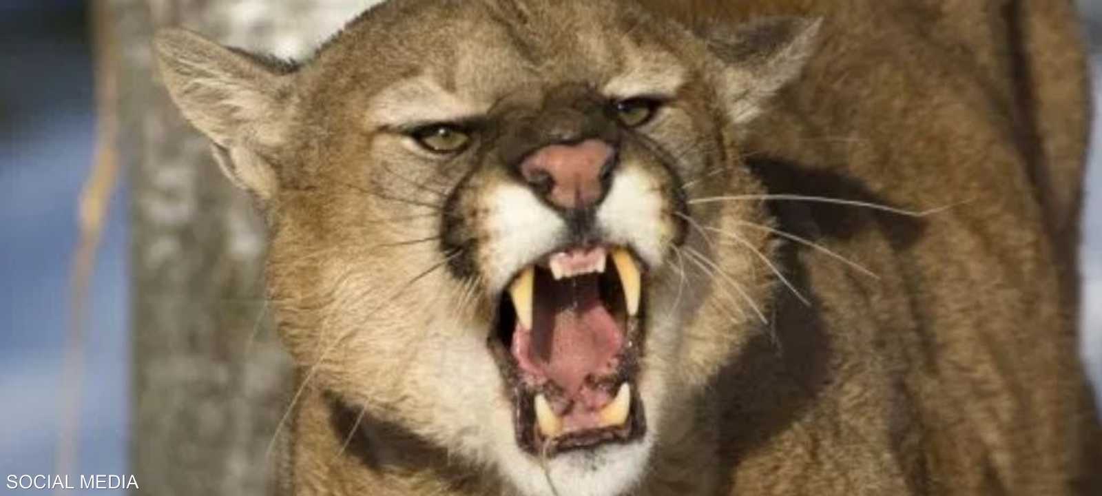 الأسد الجبلي أطبق بفكيه على الطفل