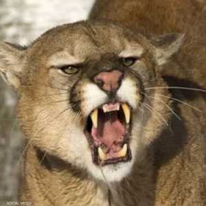 الأسد الجبلي أطبق بفكيه على الطفل