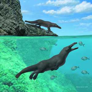 الحوت يبلغ طوله أربعة أمتار ويسمى بيريغوسيتوس المسالم