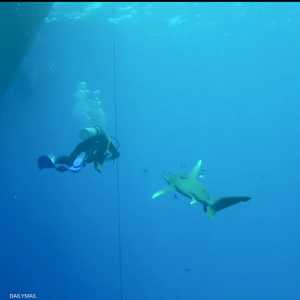 نجاة غواص من "عضة" قرش قرب السواحل المصرية