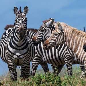 علماء يرجعون لون الحيوان لإصابته بالبرص