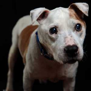 تشتهر الكلاب بوفائها لأصحابها