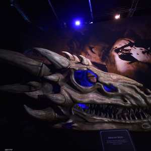 جمجمة تنين في معرض غيم أوف ثرونز في أيرلندا