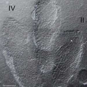 أثر بصمة الطائر الديناصور الصغير يبين شكل جلده