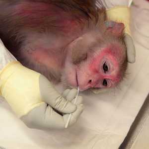 قرد من فصيلة مكاك ريسوسي