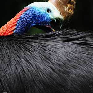 الطائر معروف بمخالبه الطويلة